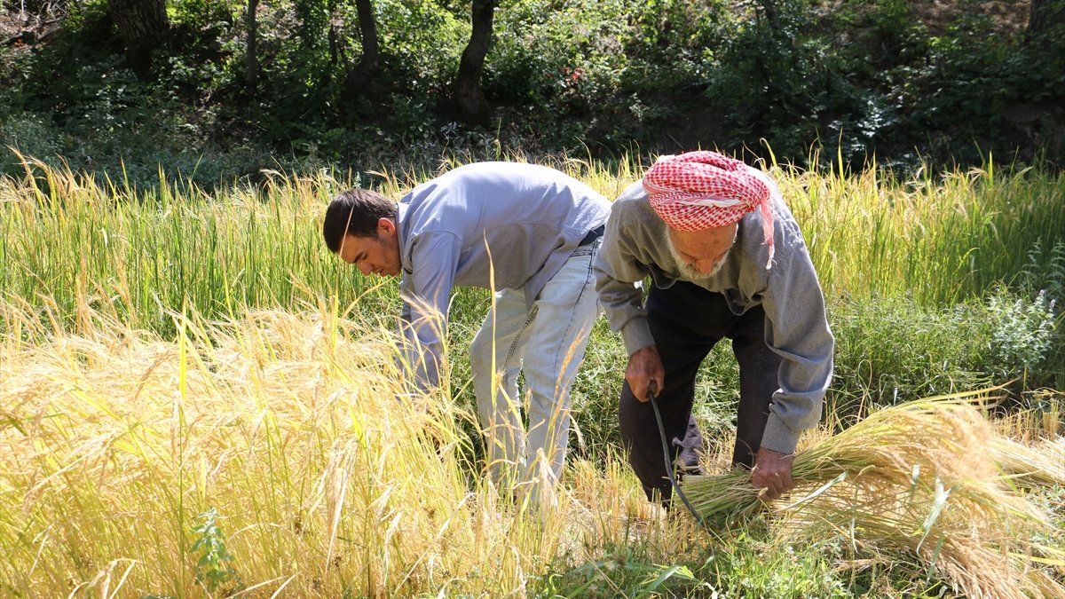 Bitlis'te geleneksel yöntemlerle ekilen kursunç pirincinde hasat başladı