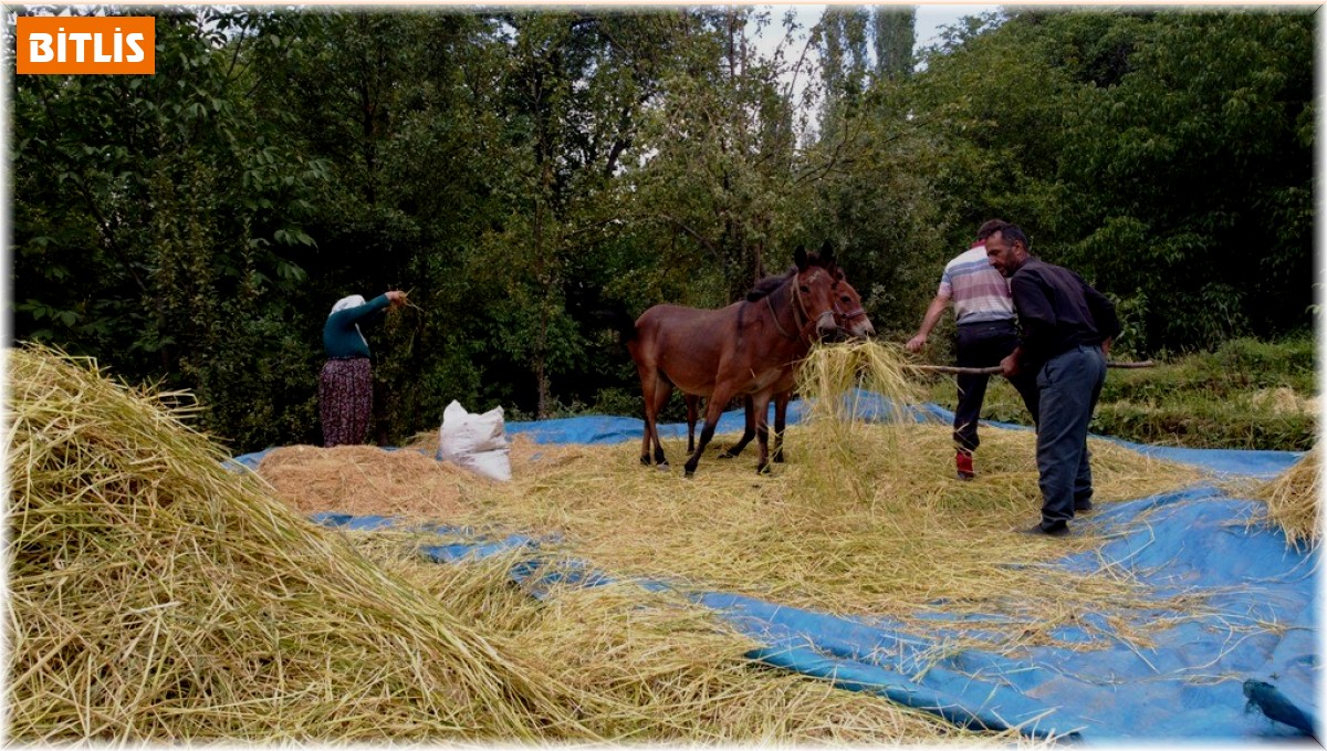 Bitlis'te geleneksel yöntemlerle pirinç hasadı yapılıyor