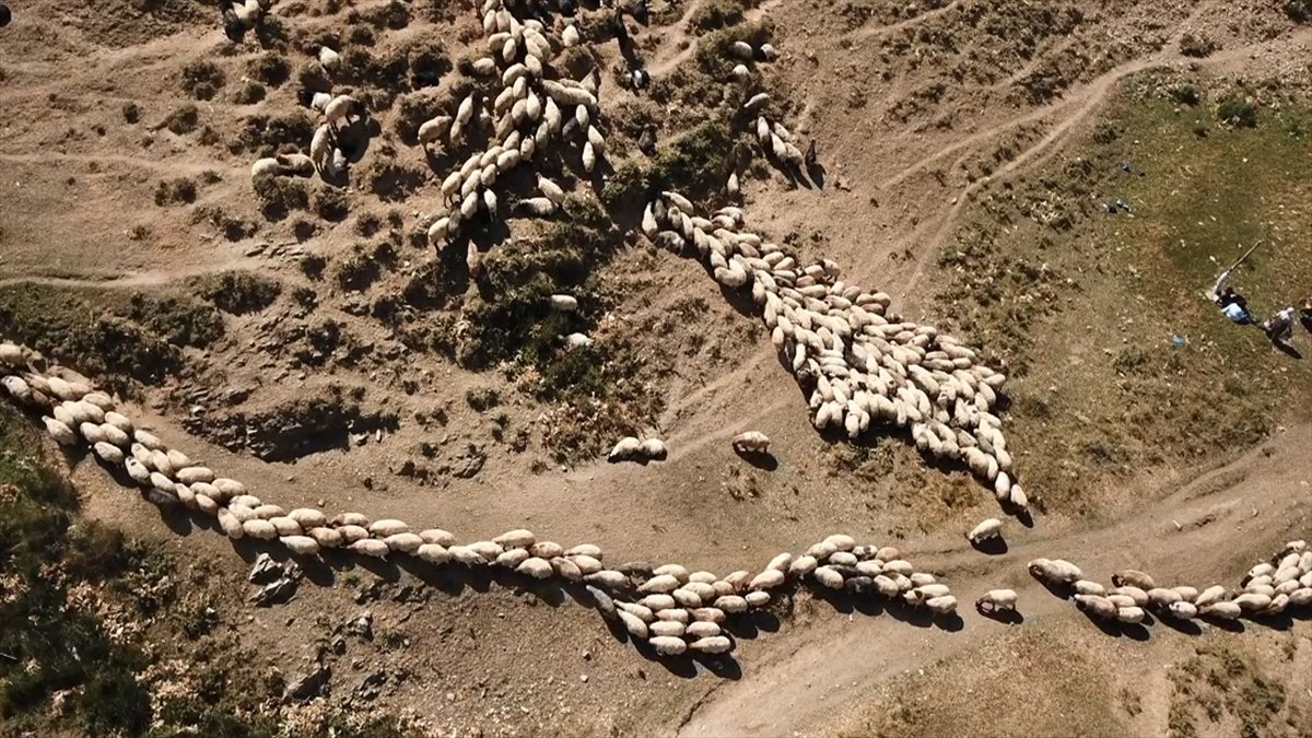 Bitlis'te göçerler yayla sezonunu verimli geçirmenin mutluluğunu yaşıyor