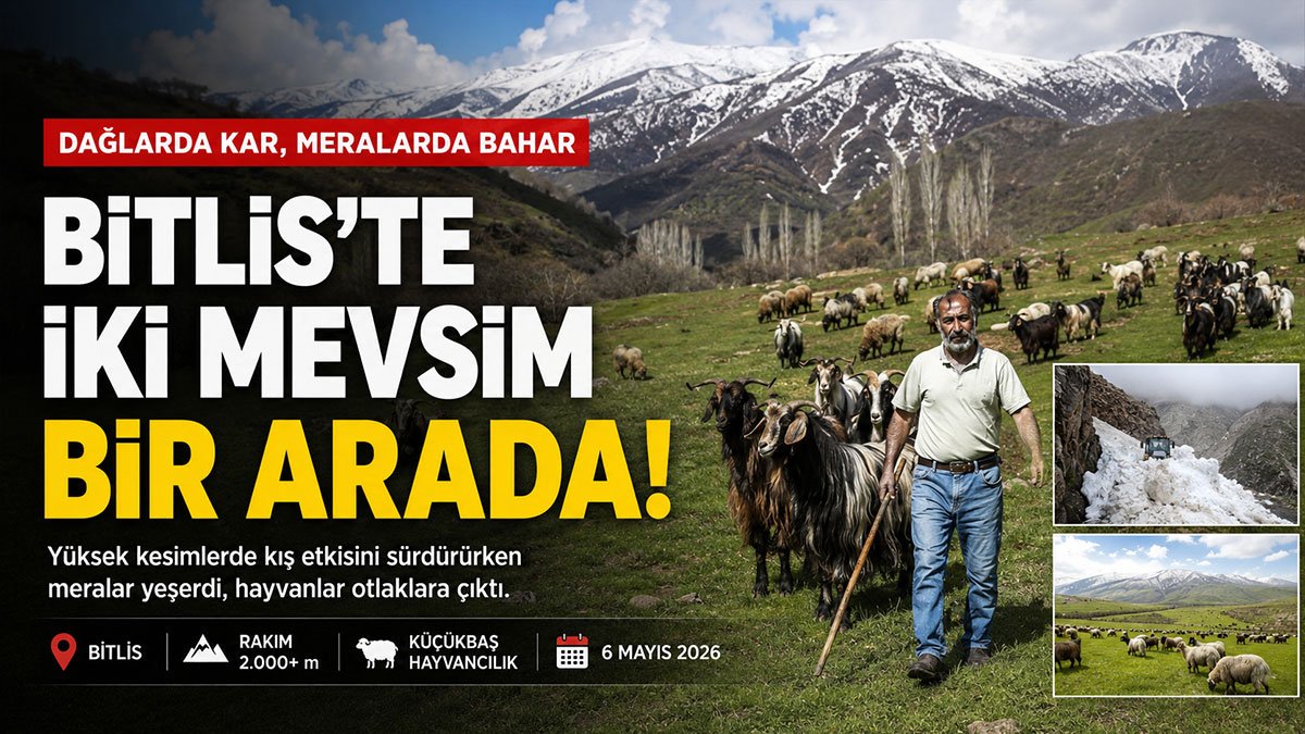Bitlis'te iki mevsim bir arada: Dağlarda kış, meralarda bahar