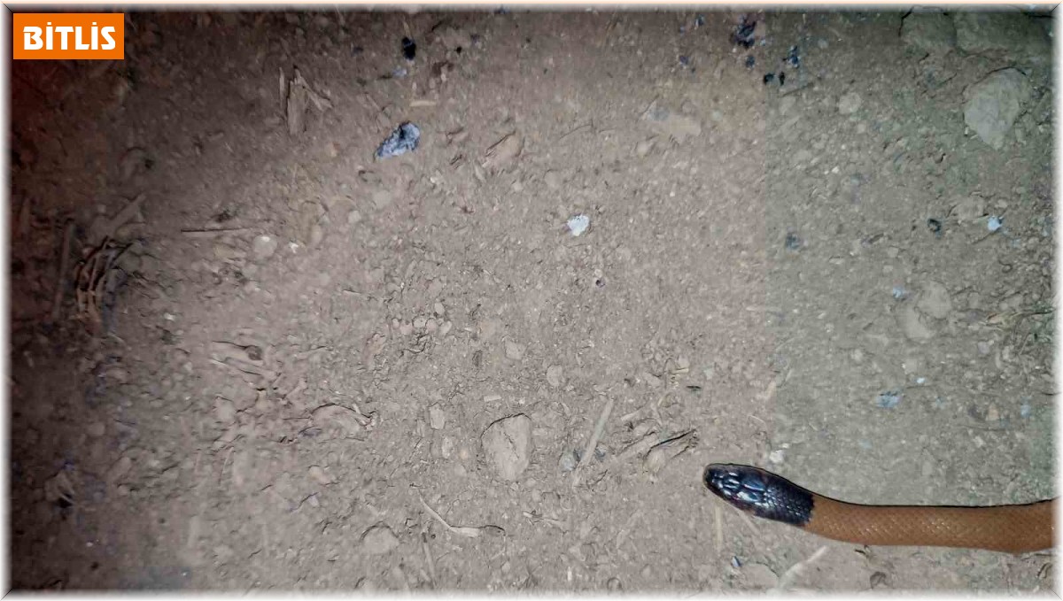 Bitlis'te ilk defa endemik yılan türü bulundu