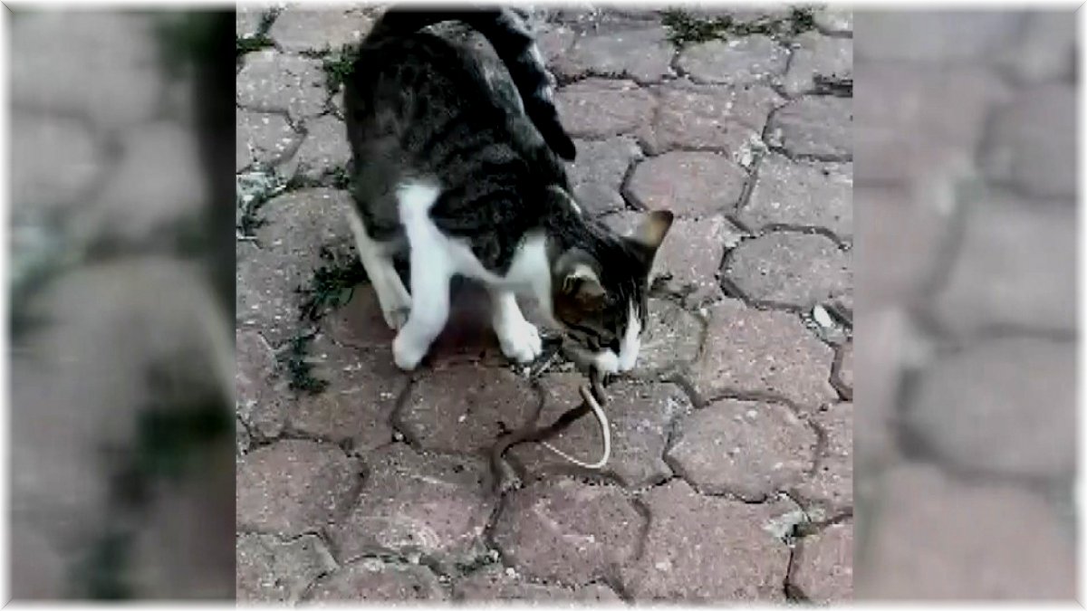 Bitlis'te jandarma personeli öğrencilerin heyecanına ortak oldu