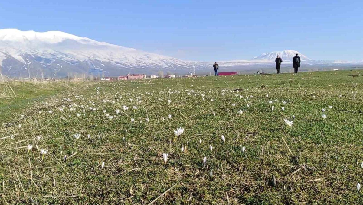 Bitlis'te kardelen ve çiğdemler açtı