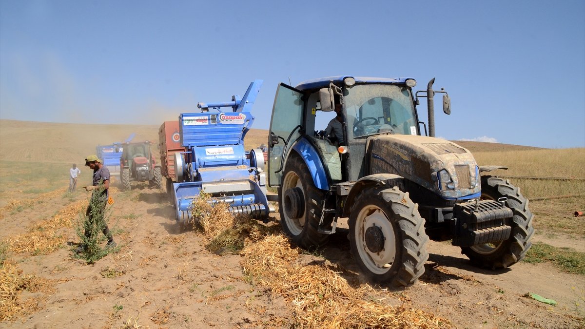 Bitlis'te kuru fasulye hasadından 370 milyon lira gelir beklentisi