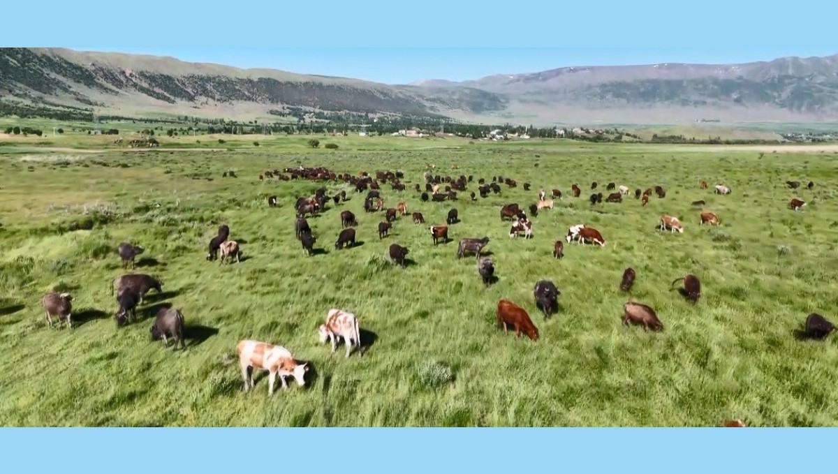 Bitlis'te manda sürüsünden belgesellik görüntüler