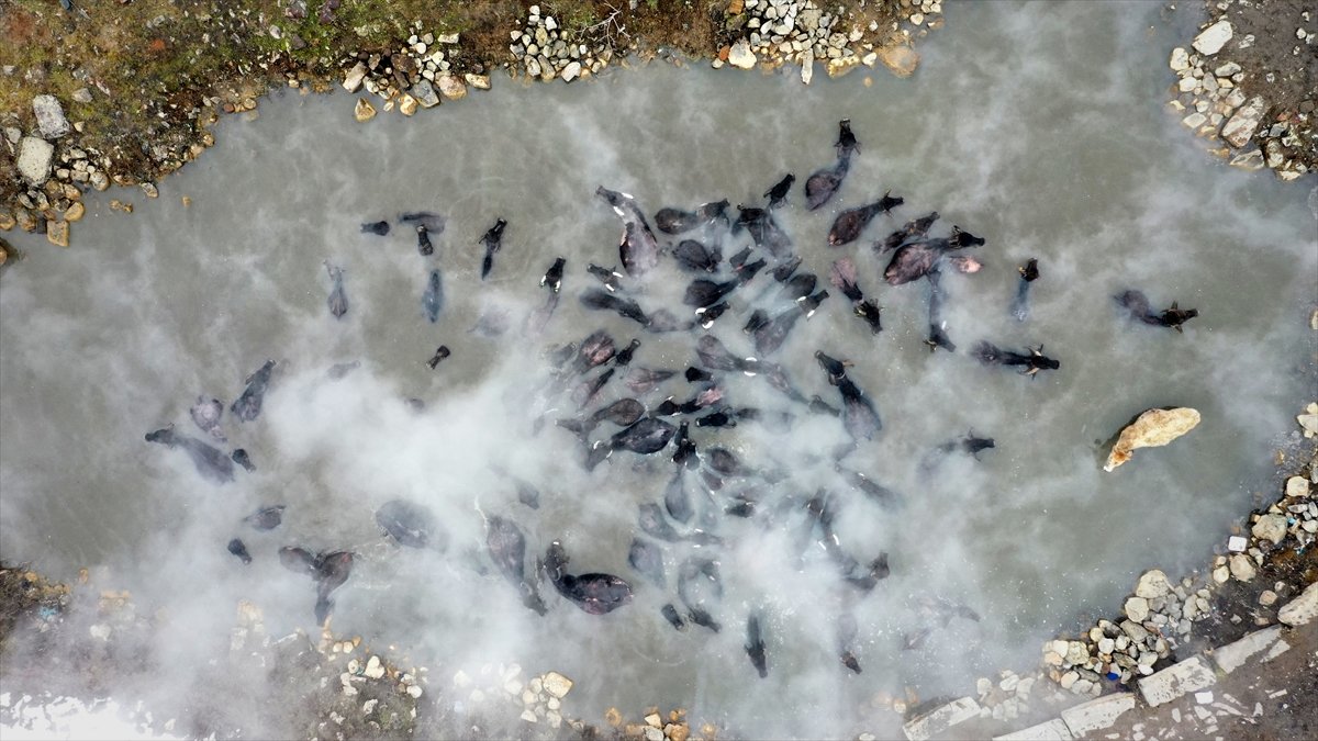 Bitlis'te mandalar kaplıca suyuyla temizleniyor