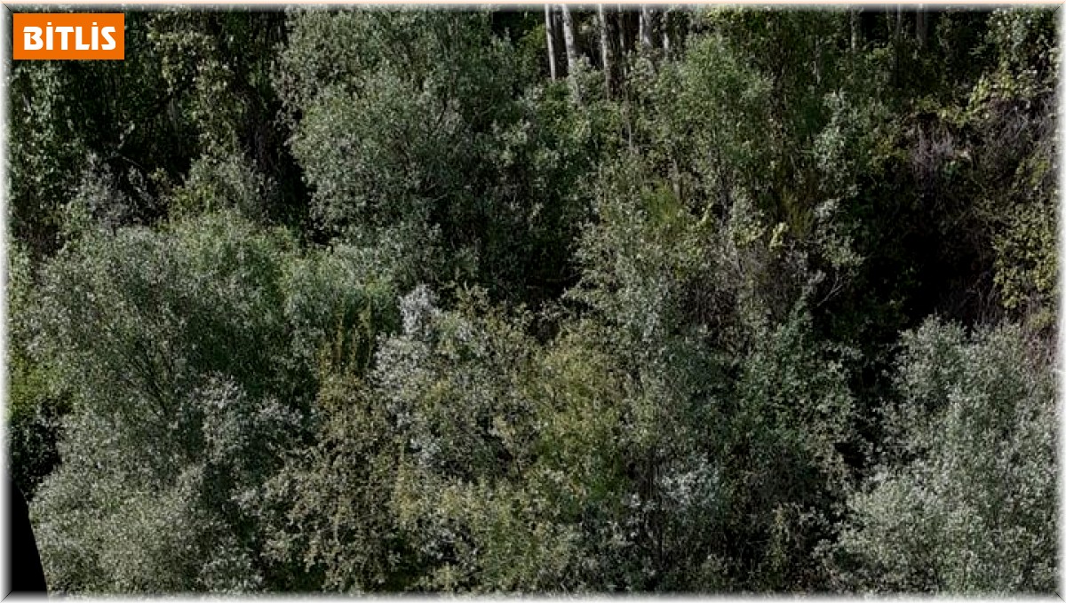 Bitlis'te otomobil dereye uçtu: 1 ölü, 2 yaralı