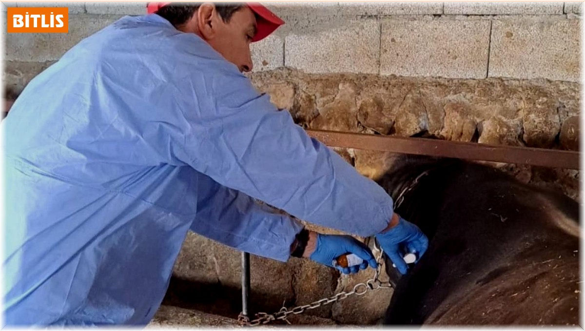 Bitlis'te şap aşısı devam ediyor