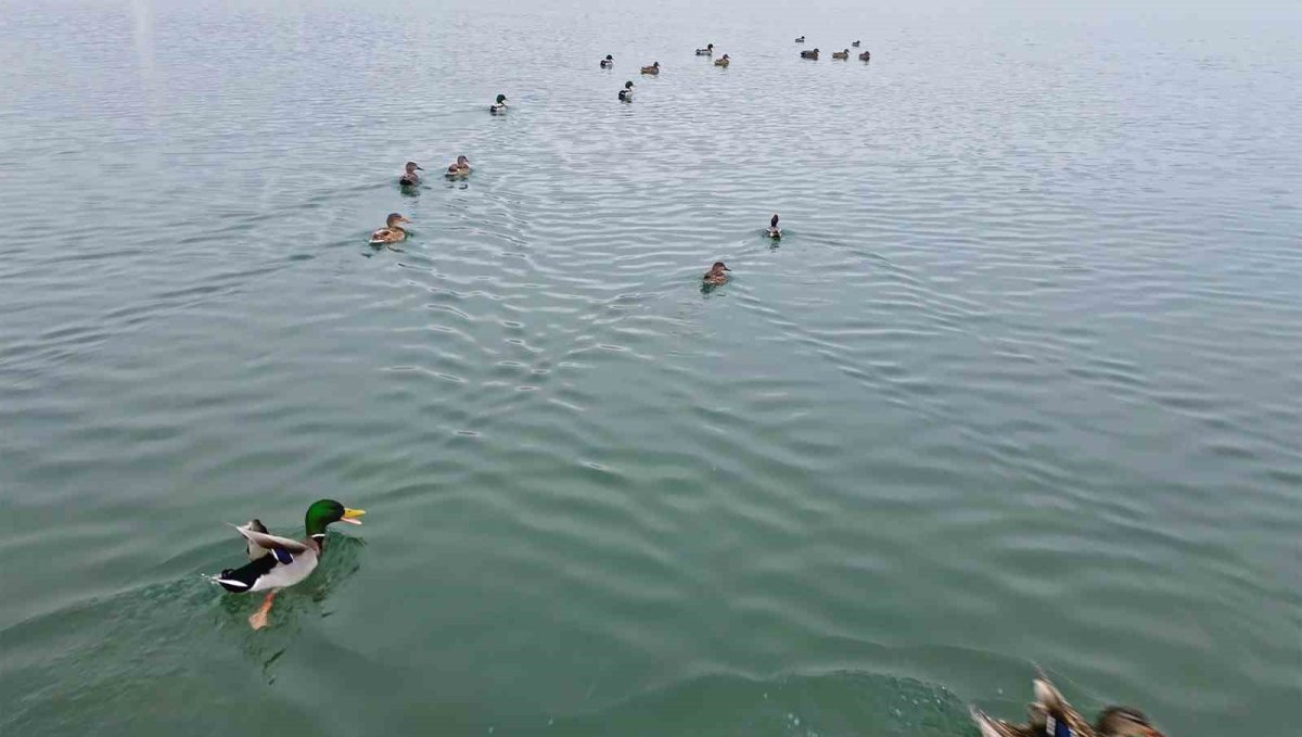 Bitlis'te sazlıklar dondu, kuşlar gölde toplandı