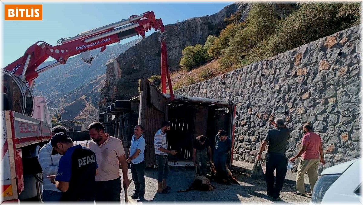 Bitlis'te tır devrildi: 100'den fazla küçükbaş hayvan telef oldu