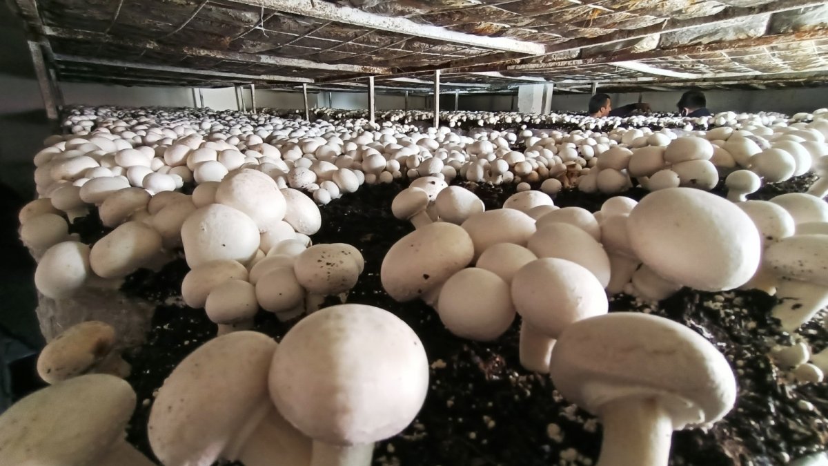 Bitlis'te üretilen kültür mantarı bölge illerine pazarlanıyor