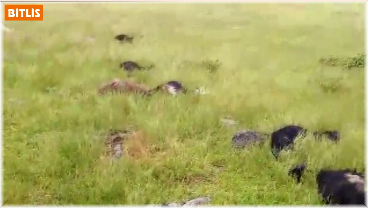 Bitlis'te yıldırım düştü: 20 koyun telef oldu