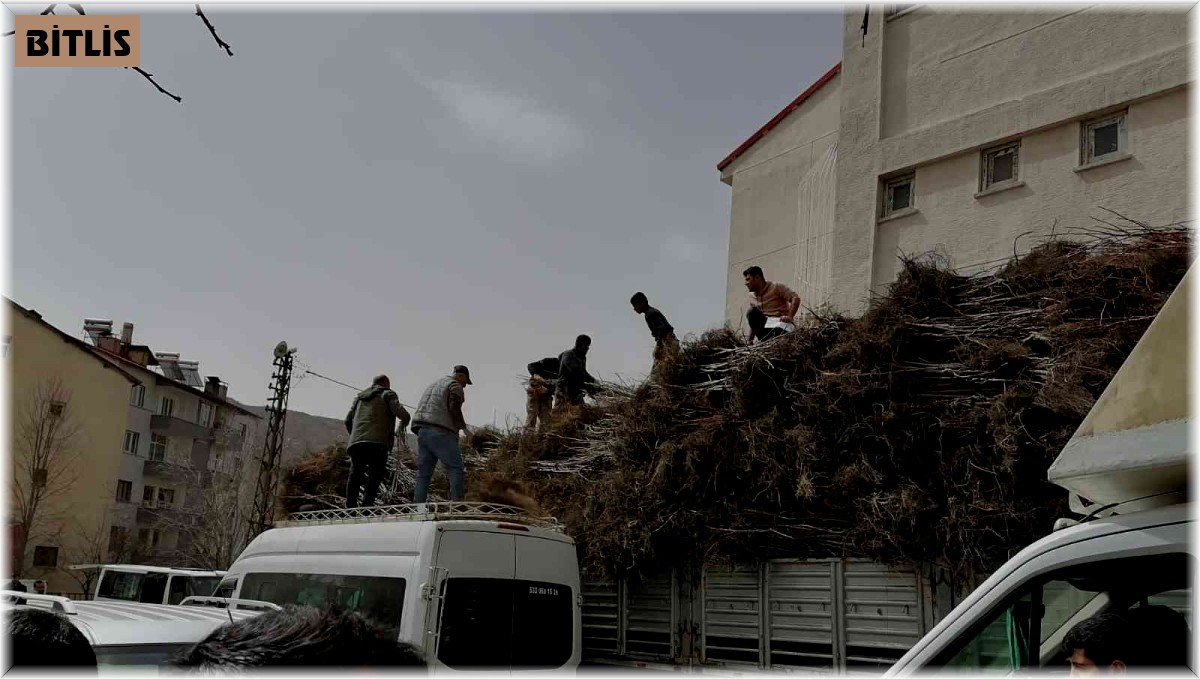Bitlis'te yıllık 6 bin 730 ton kabuklu ceviz üretiliyor