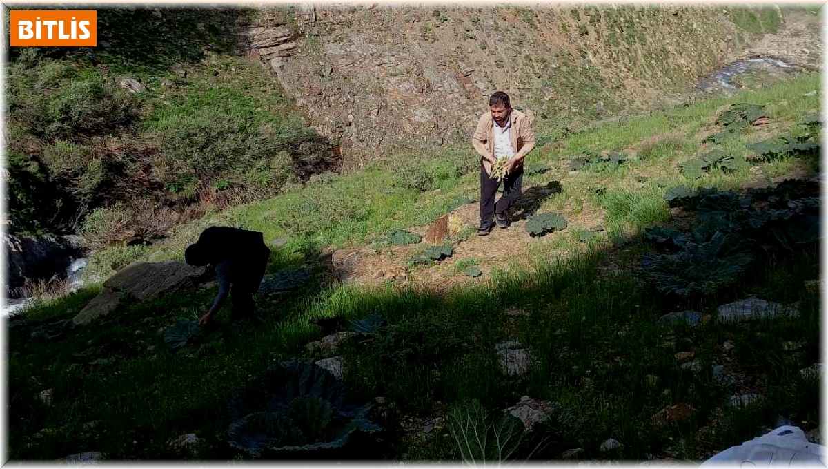 Bitlis'te zorlu yayla muzu mesaisi başladı