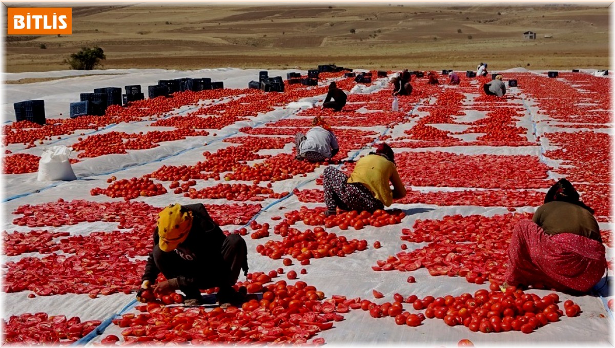 Bitlis'ten Amerika ve Avrupa'ya kurutulmuş domates