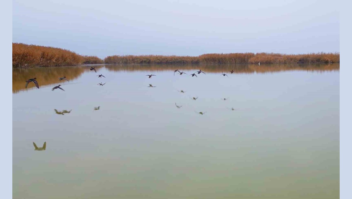 Bitlis'ten göç etmeyen kuşlar sıcak sulara sığındı