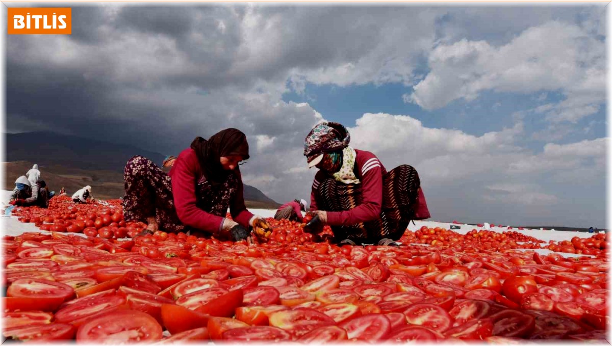 Bitlis'ten İtalya ve Avrupa'ya kurutmalık domates