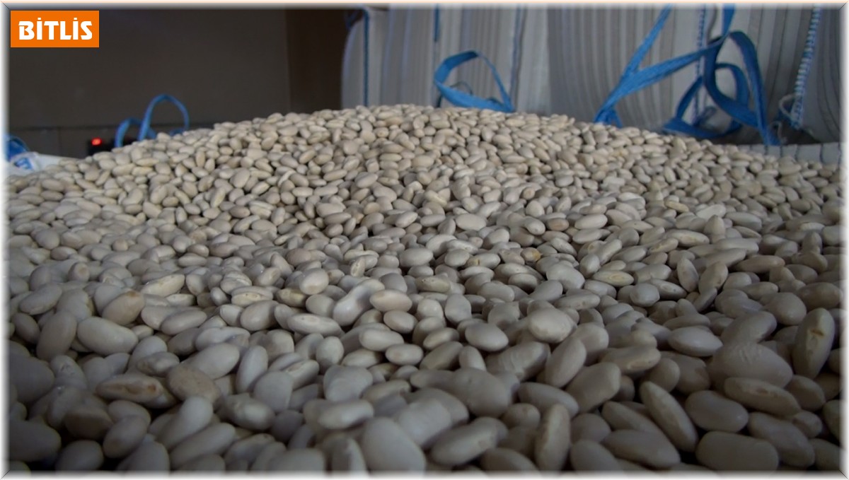 Bitlis, tohumluk kuru fasulye üretiminde Türkiye birincisi oldu