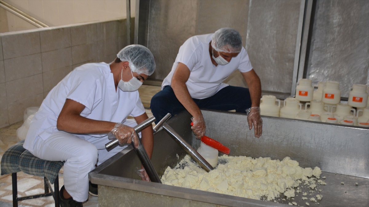 Bitlisli işletmeci devlet desteğiyle yılda 200 ton peynir üretiyor