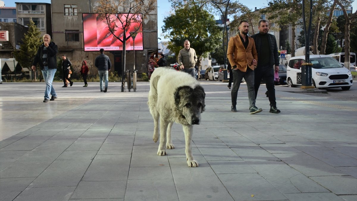 Bitlisliler sahipsiz köpeklerin toplatılmasını istiyor