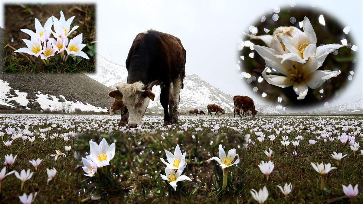 Bitlis’te açan rengarenk çiğdemler doğaseverleri Güzeldere Ovası’na çekti