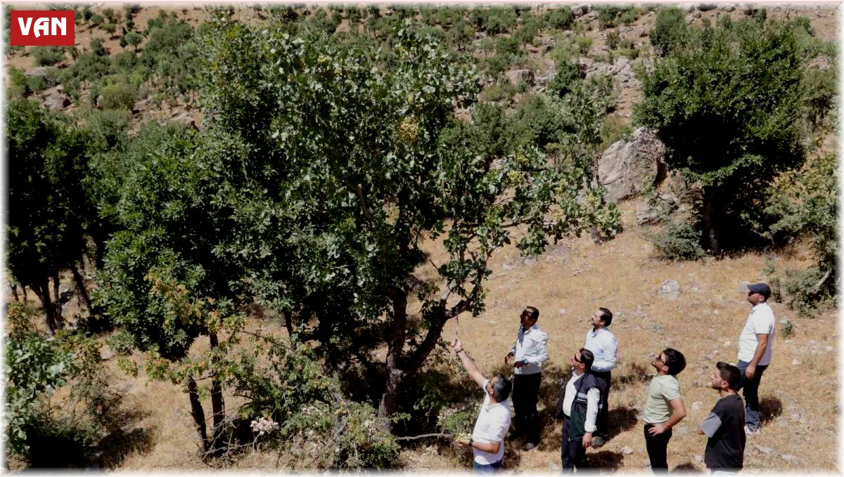Bıttım ağaçlarına aşılanan fıstık mahallenin geçim kaynağı oluyor
