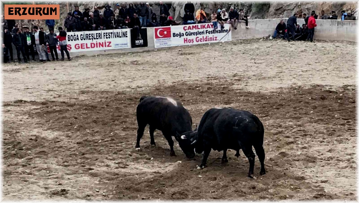Boğa güreşleri nefes kesti