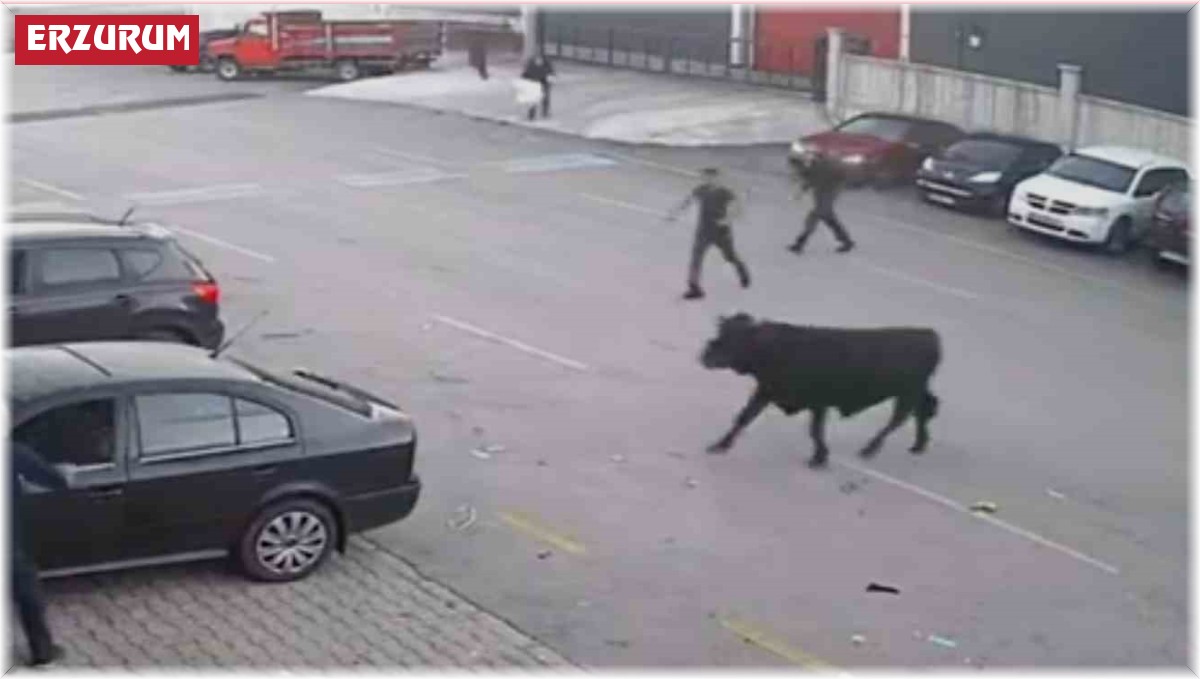 Boğanın kaçışı film sahnelerini aratmadı