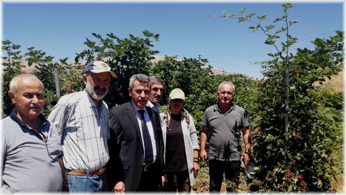 Böğürtlenden sevindiren verim