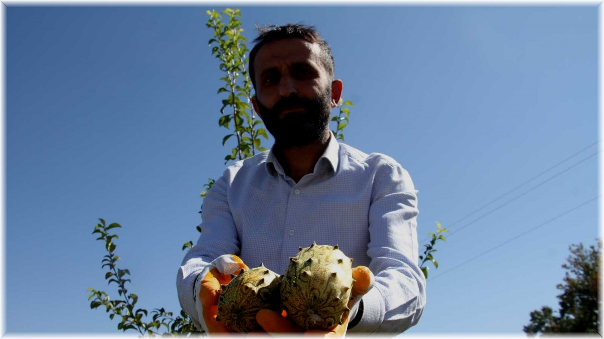 Bölgede ilki başardı, tropik Afrika meyvesi olan Kivano'yu yetiştirdi, bir kökte 50 adet ürün elde etti
