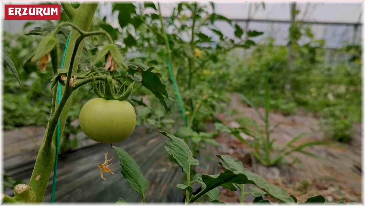 Bölgenin sebze ihtiyacını karşılıyor