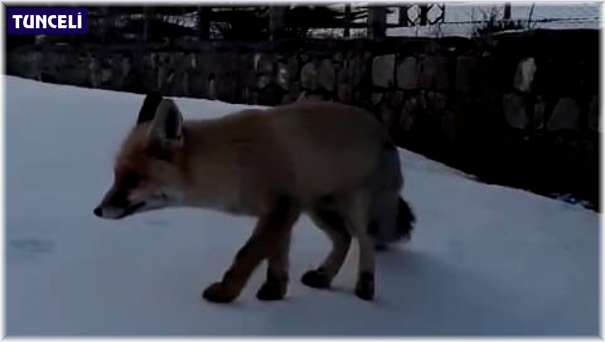 'Boncuğum' diye seslendiği tilkiyi ekmekle besledi