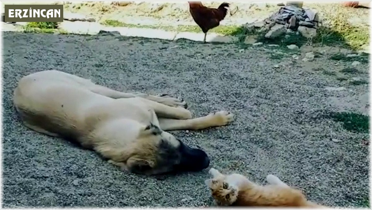 Boncuk ile Karabaş'ın iç ısıtan dostluğu!