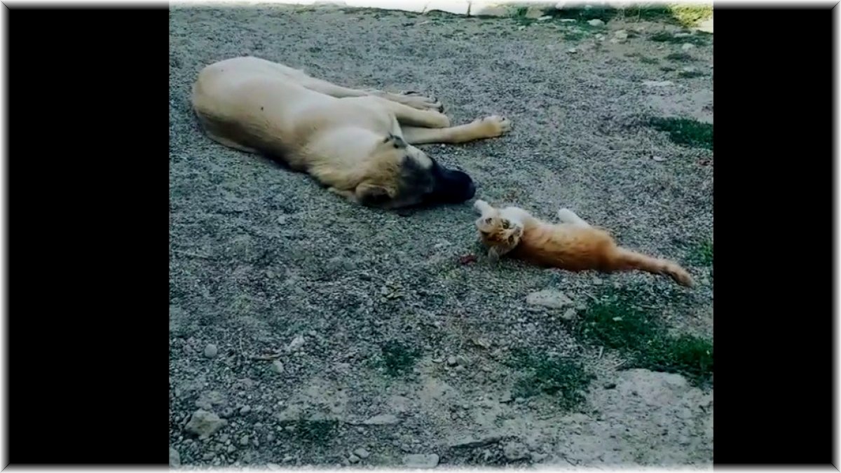 Boncuk ile Karabaş’ın iç ısıtan dostluğu!