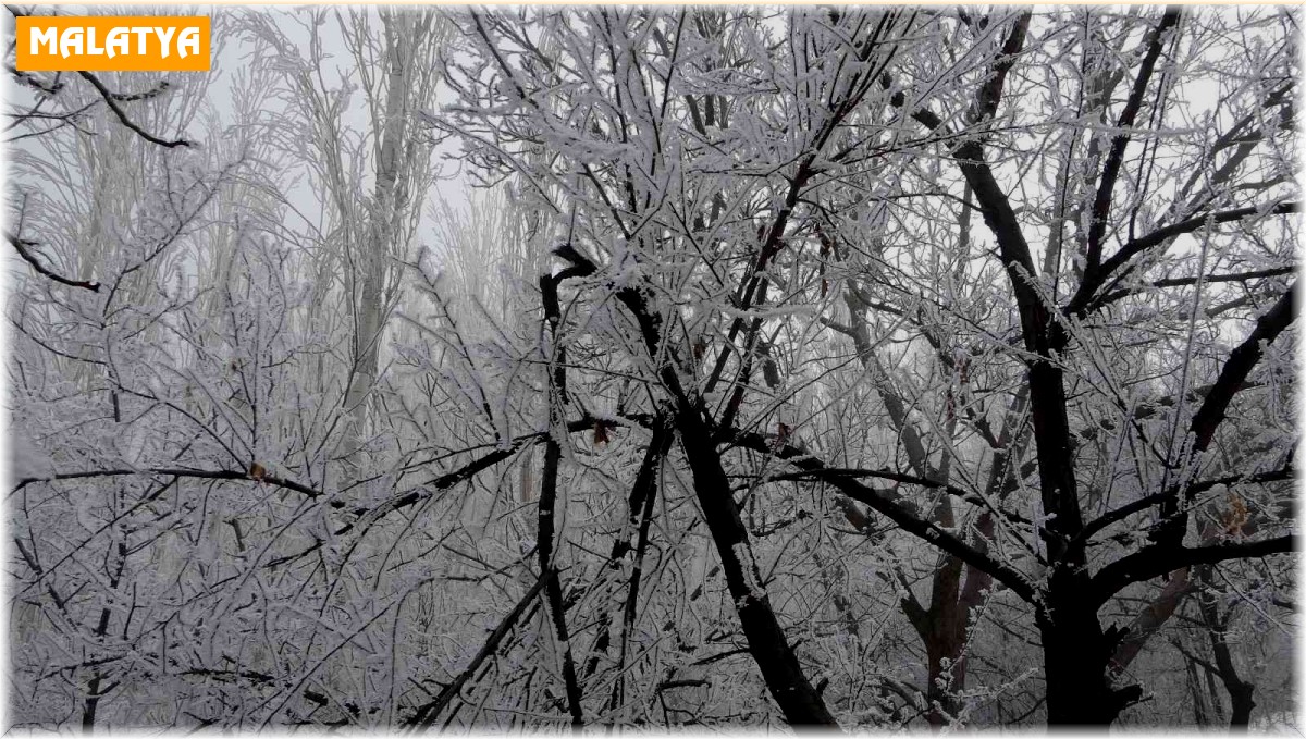 Böylesi ilk kez gürüldü: Kırağı ağaçların dallarını kırdı