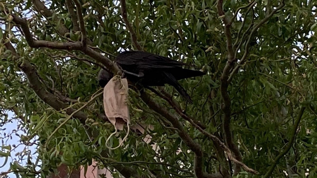 Boynuna maske dolanan kargayı itfaiye ekipleri kurtardı