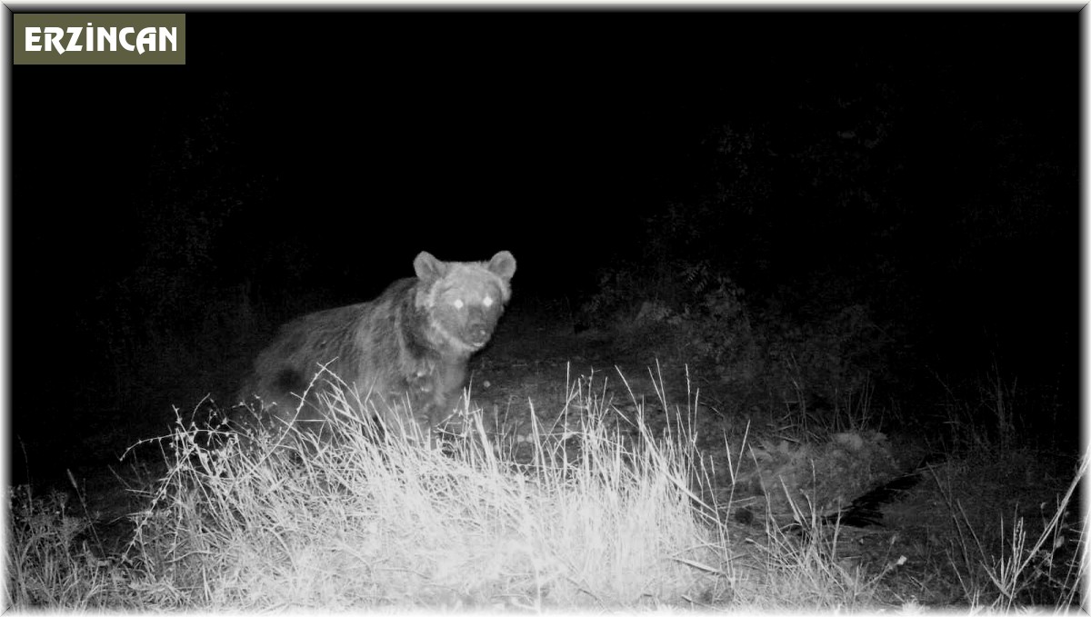 Boz ayı fotokapanla görüntülendi