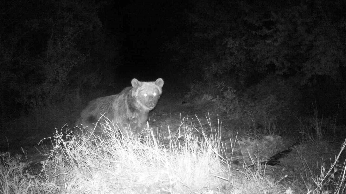Boz ayı fotokapanla görüntülendi