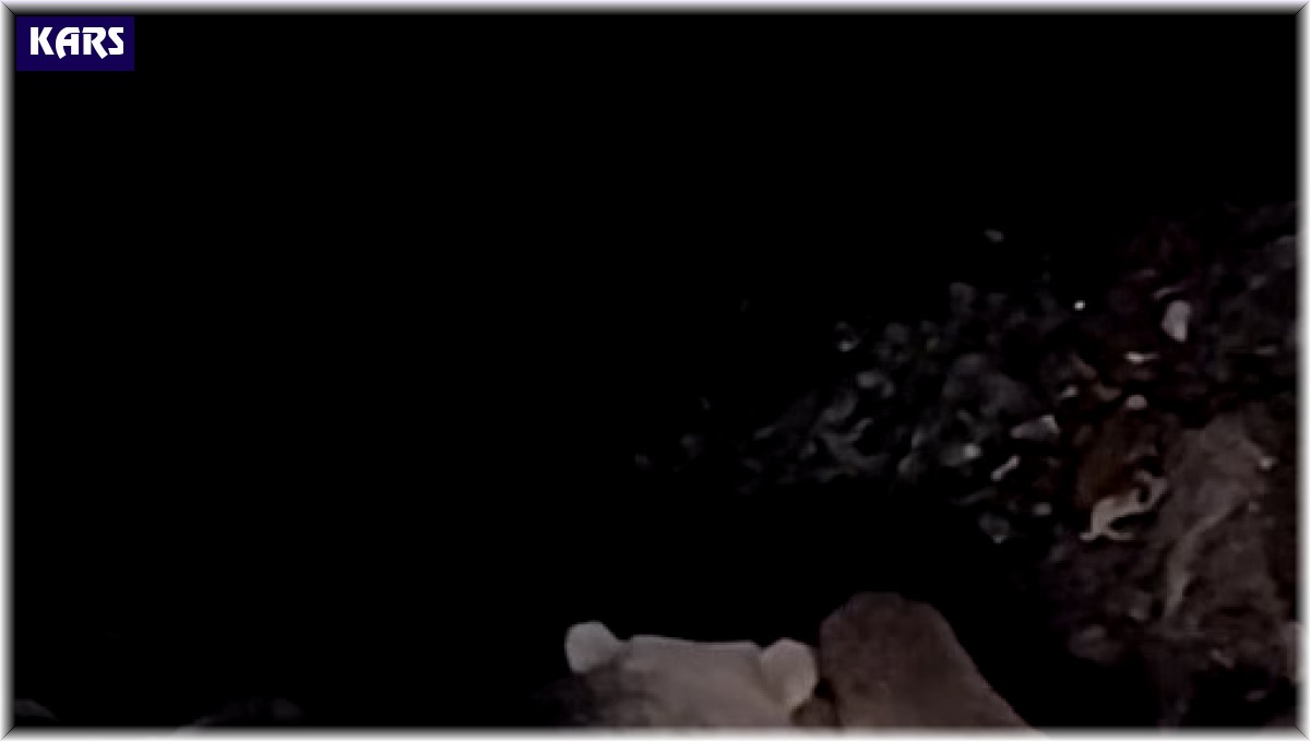 Boz ayılar kış uykusu öncesi besin depoluyor