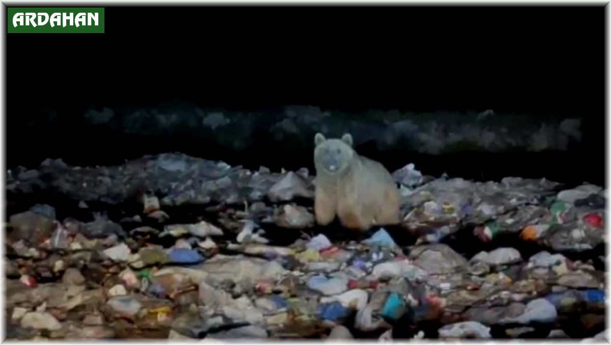 Boz ayılar yiyecek ararken böyle görüntülendi