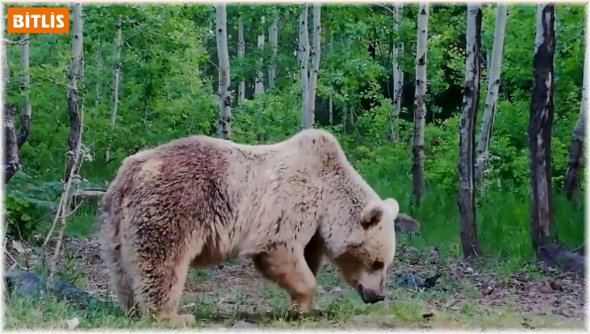 Boz ayının ağaç dalındaki ekmeği kapması cep telefonu kamerasına yansıdı
