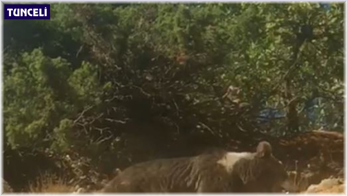 Boz ayının kış uykusu öncesi son gezintisi