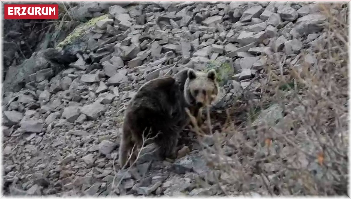 Bozayı araziye indi