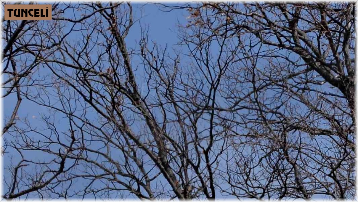 Bozayı doğa fotoğrafçısını 'poz verdi'