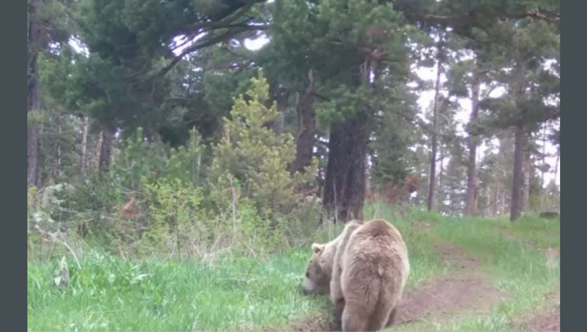 Bozayı ormanda ot yerken görüntülendi