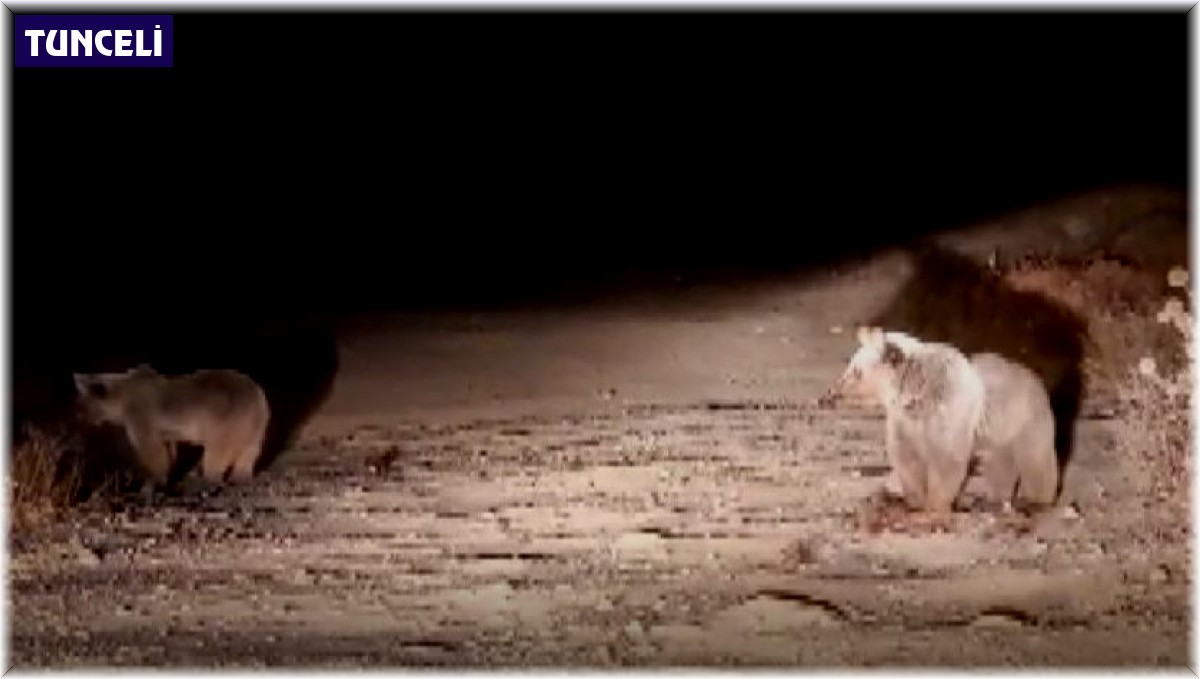 Bozayılar bu ilçeyi mesken tuttu