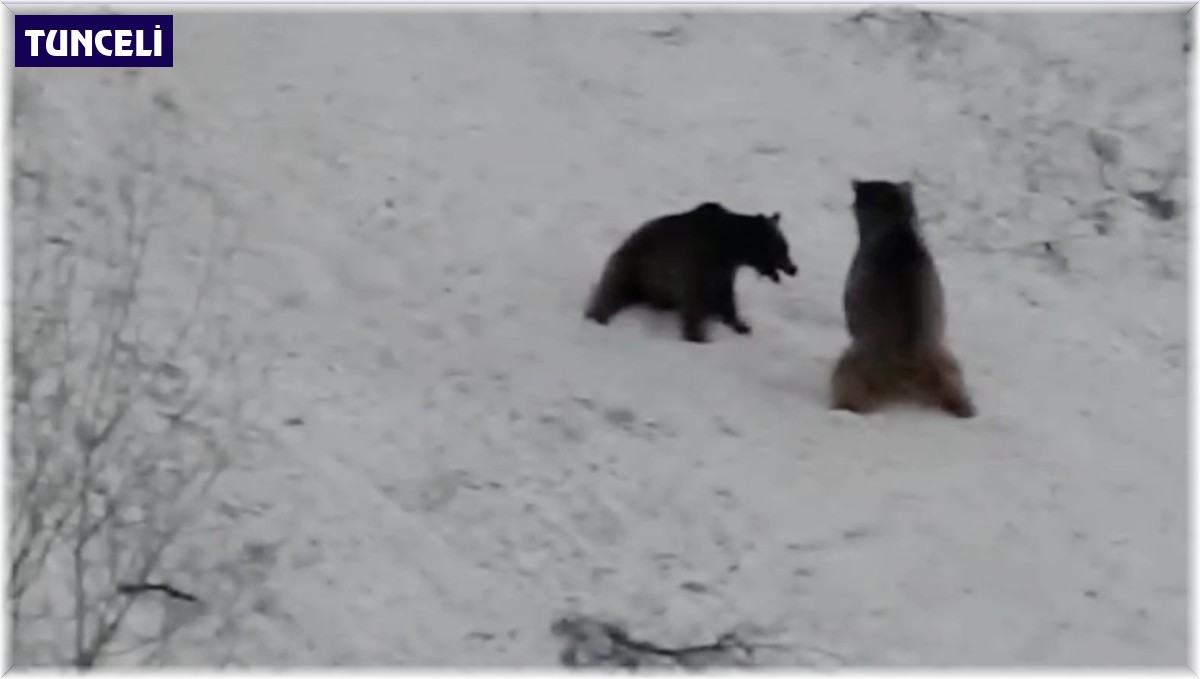 Bozayıların kayak ve oyun keyfi