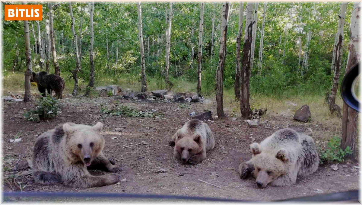 Bozayıyı eliyle besledi