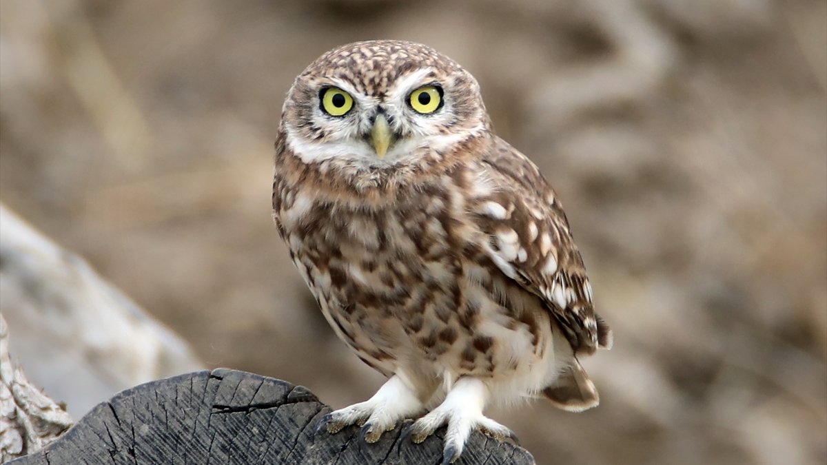 Bozkırın küçük avcısı kukumav Ağrı Dağı eteklerinde görüntülendi