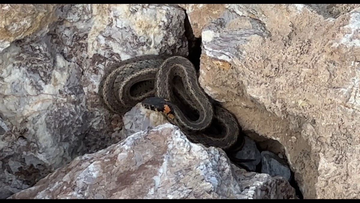 Brezilya'nın 'Yılan Adası' değil Yüksekova
